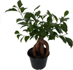Chinese Ginseng Ficus Bonsai Tree - 6" Pot - House Plant or Bonsai
