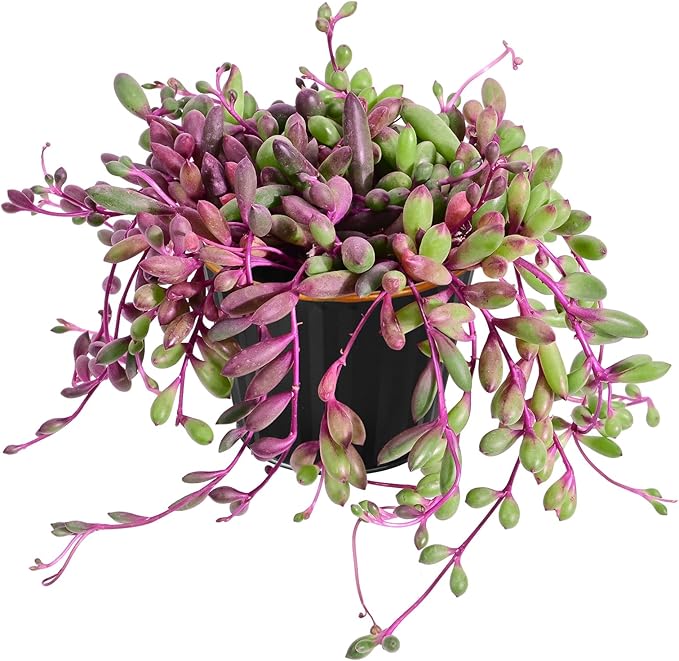 Sprout N Green 4" Ruby Necklace with Black Metal Pot, Live Othonna capensis L.H.Bailey Succulent, Purple Hanging Trailing House Plant for Home Office Wedding Decoration DIY Project Party Favor