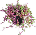 Sprout N Green 4" Ruby Necklace with Black Metal Pot, Live Othonna capensis L.H.Bailey Succulent, Purple Hanging Trailing House Plant for Home Office Wedding Decoration DIY Project Party Favor