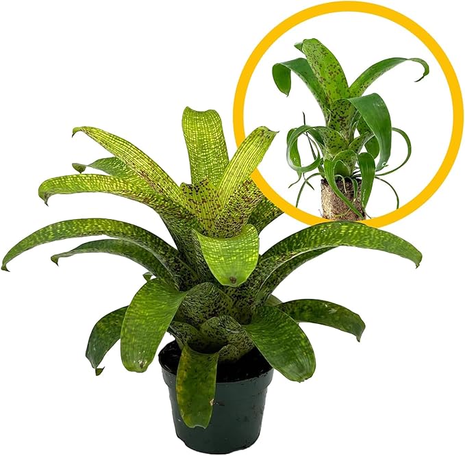 ragnaroc Live Plants – Bromeliad Vrisea Fenestralis, 4-8" 2" Plug - 1ct - Live Arrival Guaranteed - House Plants for Home Decor & Gift