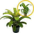 ragnaroc Live Plants – Bromeliad Vrisea Fenestralis, 4-8" 2" Plug - 1ct - Live Arrival Guaranteed - House Plants for Home Decor & Gift
