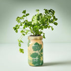 Modern Sprout Mason Garden Jar + Replant Kit - Self-Watering Hydroponics Growing System Kit w/Organic Herb Seeds - Jar Planter for Indoor Herb Garden - Seed Starter - Home Decor Gifting - Cilantro