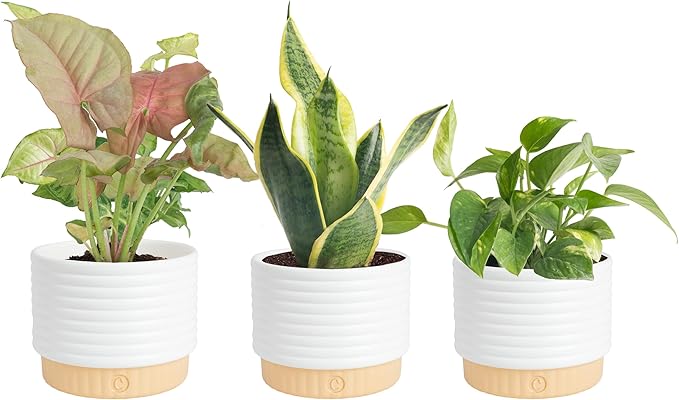 Live Indoor House Plants (3-Pack), Hand Selected Easy to Maintain Indoor Assorted Houseplants in Plant Pots, Curated Air Purifying Mix, Low Light, Home Office Decor Plant Gift