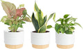 Live Indoor House Plants (3-Pack), Hand Selected Easy to Maintain Indoor Assorted Houseplants in Plant Pots, Curated Air Purifying Mix, Low Light, Home Office Decor Plant Gift