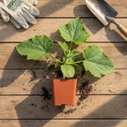 Planterium's Organic Live Marketmore Cucumber Plants | 3 Pack | 5" - 10" Tall