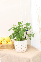 Monstera Adansonii 'Swiss Cheese' (4" Grower Pot) - Air-Purifying Houseplant with White Flowers | Live Healthy Houseplant for Gift or Home Decoration