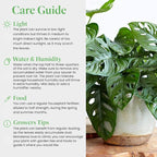 American Plant Exchange Monstera Adansonii 6-Inch – Live Swiss Cheese Vine Plant, Easy-Care Trailing Houseplant, Low-Maintenance Air-Purifying Greenery for Home, Office & Garden Décor