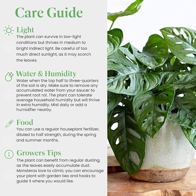 American Plant Exchange Monstera Adansonii 6-Inch – Live Swiss Cheese Vine Plant, Easy-Care Trailing Houseplant, Low-Maintenance Air-Purifying Greenery for Home, Office & Garden Décor