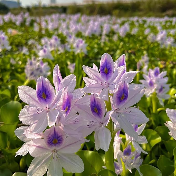 200 Water Hyacinth Seeds for Planting Pond Plants - Aquatic Plants for Water Gardens Koi Ponds and Outdoor Decor - Vibrant Water Plants for Natural Filtration and Backyard Ponds