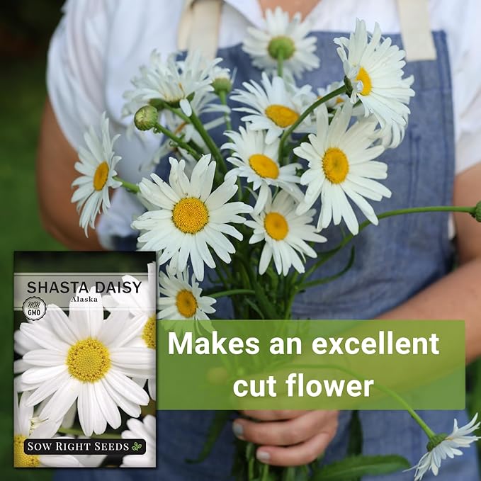 Sow Right Seeds - Shasta Daisy Seeds for Planting - Perennial Shasta Alaska Daisies - Non-GMO Heirloom Variety - Ideal for Outdoor Gardens - Easy to Grow - Drought Tolerant - Attracts Pollinators (1)