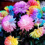 400+ Exotic Rainbow Chrysanthemum Seeds Hardy Garden Flower Seeds - Rare Ground Cover Plant Landscape for Garden Outdoor