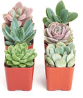 Shop Succulents Rosette Succulent Plant Pack Collection - Live Mini Succulent Plants, Low Maintenance, Floral Shaped Mix of Colors & Textures - Wedding and Party Favors, Gift & Garden, Pack of 6