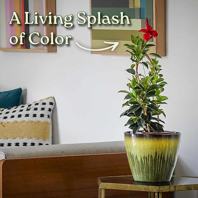 Pretty Red Live Dipladenia Plant - Live Flowering Plant - Trellis - 18" Hoop, 18" to 20" Overall Height - 1 Gallon Planter - Tropical Plants of Florida (Plant Only)