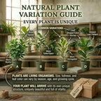 Green English Ivy - 1 Live Plant in a 3 Inch Pot - Easy Care Trailing Vine, Beautiful Indoor Houseplant - Hedera Helix
