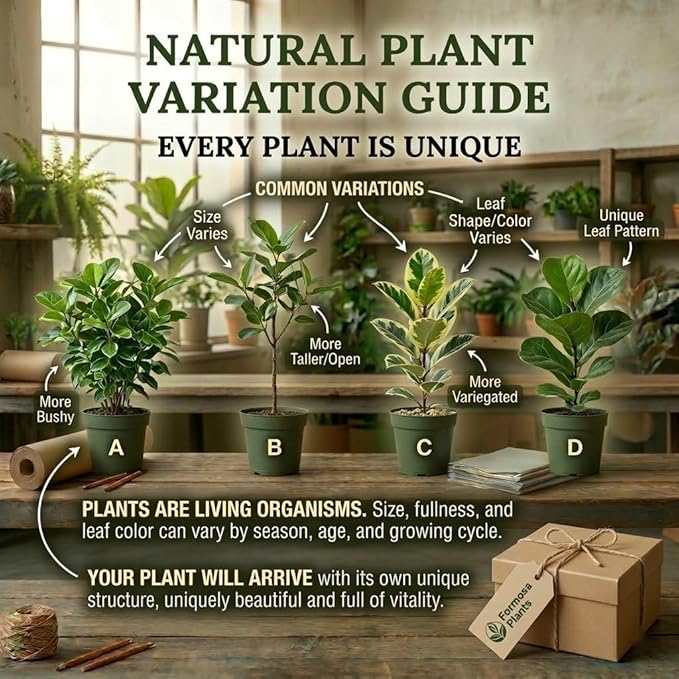 Green English Ivy - 2 Live Plants in 3 Inch Pots - Easy Care Trailing Vine, Beautiful Indoor Houseplant - Hedera Helix