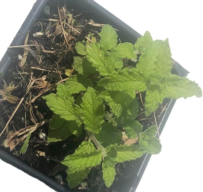 Organic Live Strawberry Mint Plant (Mentha spicata) in a 2.5 inch Pot - Fragrant Herb by Smoke Camp Crafts