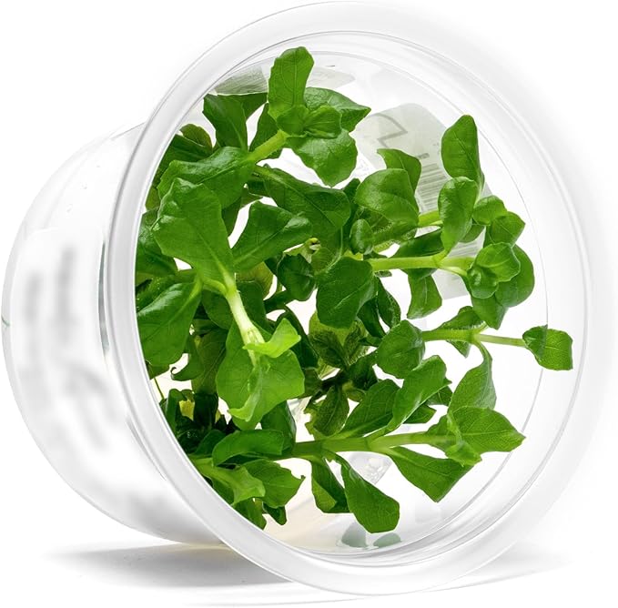 SubstrateSource Live Aquarium Plant - Hygrophila difformis Pink - Snail Free in-Vitro Easy Care Freshwater Aquatic Plants for Aquascaping, Med - High Light, Fast Growth - Tissue Culture