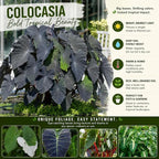 Elephant Ear Plants, Rare Colocasia Plant Live, Perennial Esculenta Taro Alocasia 4-8 Inch Tall, Indoor Outdoor Garden (Sunrise)