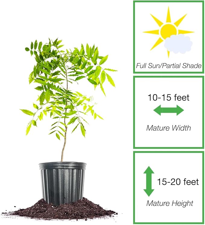 Perfect Plants Amethyst Falls Wisteria Vine 1 Gallon | Live Shrub for Outdoor Planting | Fast Growing Vines for Trellis or Fence | Beautiful Purple Flowers During Spring & Summer