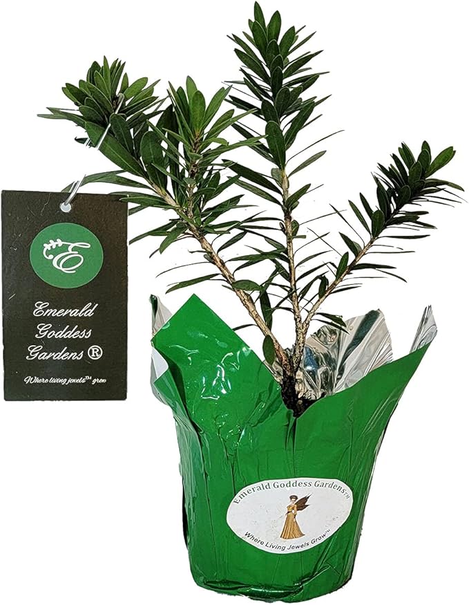 Little John Dwarf Bottlebrush Tree - Callistemon viminalis cv - Live Hummingbird Plant - Unusual Red Flower - Emerald Goddess Gardens- Starter Sz 4 Inch Pot