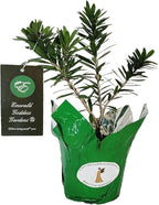 Little John Dwarf Bottlebrush Tree - Callistemon viminalis cv - Live Hummingbird Plant - Unusual Red Flower - Emerald Goddess Gardens- Starter Sz 4 Inch Pot