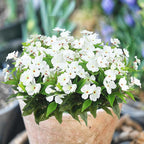 CITYES 4 Pcs Artificial Flowers Outdoor Impatiens UV Resistant Silk Impatiens Flowers White Faux Flowers Impatiens Bushes Artificial Impatiens for Pot Patio Lawn Garden Hanging Basket Porch Decor