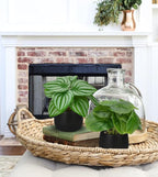 Briful 3PCS Fake Plants Potted Artificial Plants Mini Faux Plants in Black Ceramic Pots Greenery Décor for Home Office Table Room Farmhouse Indoor Decoration