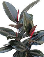 Burgundy Rubber Plant, 8 inch Pot, Live Indoor Ficus Elastica Tree, 2-3 Feet Tall