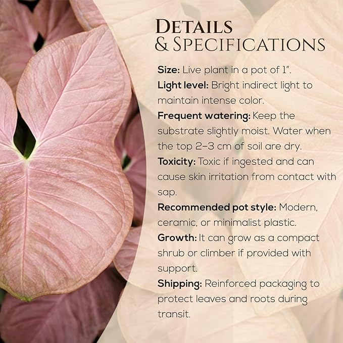 Syngonium Plant Collection (4 Pack) Live Starter Plants, Batik, Holly M, Milk Confetti, Neon Robusta, Rare Indoor Houseplants, Easy Care Arrowhead Vine Plants Live