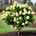 Hydrangea Live Plant, 6-12 Inch Tall, Hardy Flowering Shrub in 2.5" Pot, Outdoor Garden Hydrangea Bush (Lime Hydrangea)