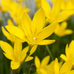 Chalily Yellow Rain Lily, a Great Live Pond Plant for Your Water Garden. Filters The koi and Goldfish Pond. Good for Bogs, Plant Shelf or Shallow Water This marginal Aquatic is a Real Beauty