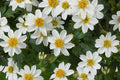 RedCrocus White Delight Bidens- Bright White Summer Blooms for Borders & Containers, Pollinator Attracting, Low Maintenance, Pet Safe, Deciduous Garden Plant 4.5" Pot (Pack of 5)