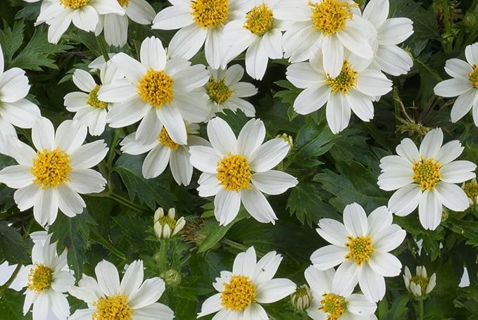 RedCrocus White Delight Bidens- Bright White Summer Blooms for Borders & Containers, Pollinator Attracting, Low Maintenance, Pet Safe, Deciduous Garden Plant 4.5" Pot (Pack of 5)