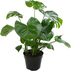 Monstera Deliciosa Live Plant (Approx. 2 ft Tall) in 8IN Grower Pot, Air Purifying Plants Indoor Plants Live Houseplants, Monstera Plant Live Plants Indoor House Plants by Plants for Pets