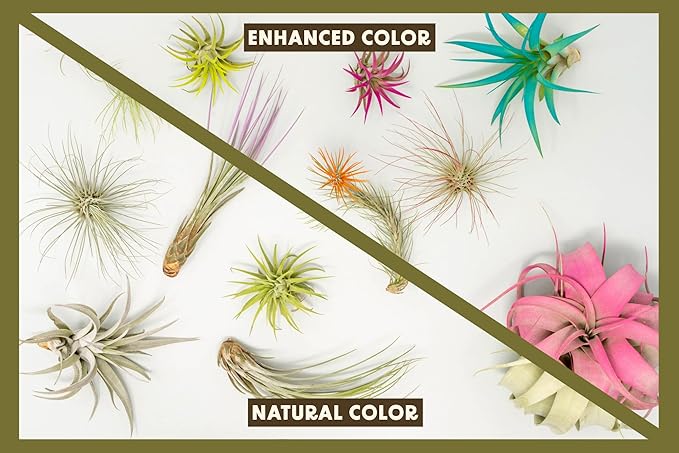 Tangerine Colorful Tillandsia Air Plants - Long Lasting Color Enhanced Live Tillandsia Succulent House Plants - Home And Garden Decor - Easy Care Indoor/Outdoor Plants (Brachycaulos Abdita, Pack of 3)