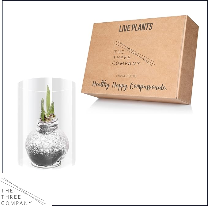 Snow Flecked Waxed Amaryllis Bulb – Silver Wax with Red Blooms – Live Holiday Gift Plant, Easy Care, No Watering Needed