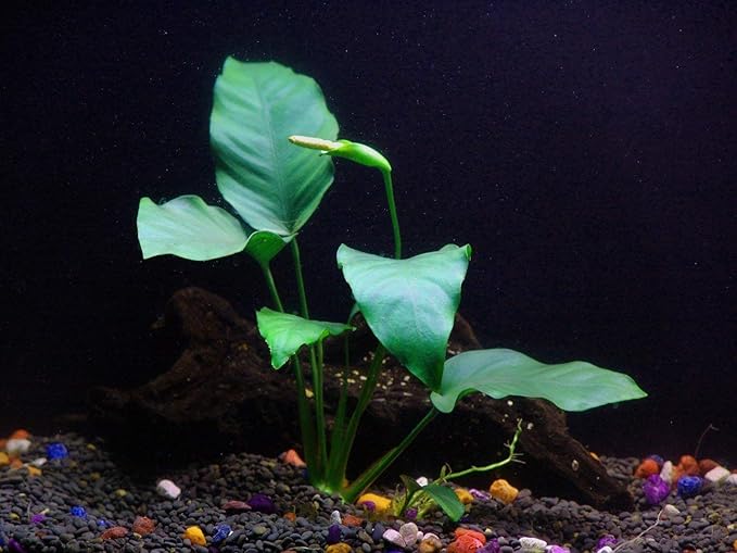 Java Fern and Anubias Aquatic Plants Bundle