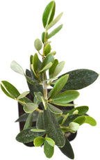 9GreenBox - Olive Tree - Tree of Peace - Olea europaea - 2 Pack