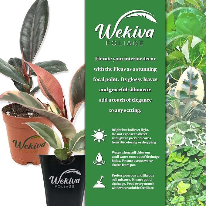 Suncoast Ficus Tree - Live Starter Plant in a 2 Inch Pot - Ficus Lyrata - Stunning Easy Care Interior Houseplant