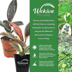 Variegated Ficus Tree - 4 Live Starter Plants in a 2 Inch Pots - Ficus Pumila - Stunning Easy Care Interior Houseplant