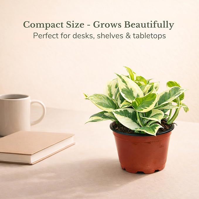 Live Plant Pothos N'Joy 4” – Easy-Care Variegated Houseplant for Low Light – Air-Purifying Indoor Plant (Heat Pack Included)