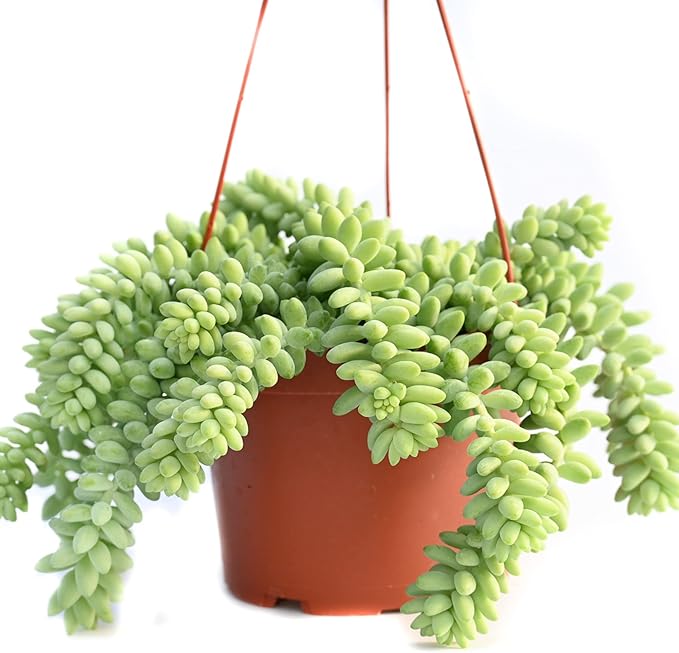 Live Succulent Plants Vining Succulent Collection- Fully Rooted Large 6-Inch Hanging Succulent (String of Pearls, Burro's Tail)