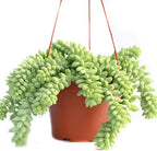 Live Succulent Plants Vining Succulent Collection- Fully Rooted Large 6-Inch Hanging Succulent (String of Pearls, Burro's Tail)