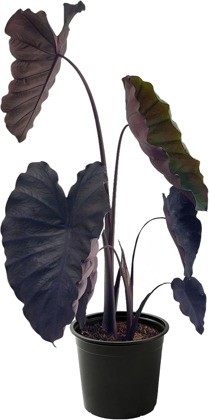 Live Colocasia - Redemption, 10” Tall by 5” Wide in 1.76 Qt Pot, Trimmed Back for Shipping Purposes