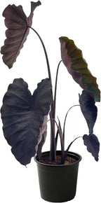 Live Colocasia - Redemption, 10” Tall by 5” Wide in 1.76 Qt Pot, Trimmed Back for Shipping Purposes