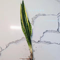 Snake Plant Sansevieria Mother in Law's Tongue Houseplant, Impossible to Kill, Plants for House Decor, Natural Air Purifier 6" Height Rooted from Blissful (Laurentii)