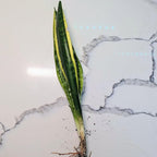 Snake Plant Sansevieria Mother in Law's Tongue Houseplant, Impossible to Kill, Plants for House Decor, Natural Air Purifier 6" Height Rooted from Blissful (Laurentii)