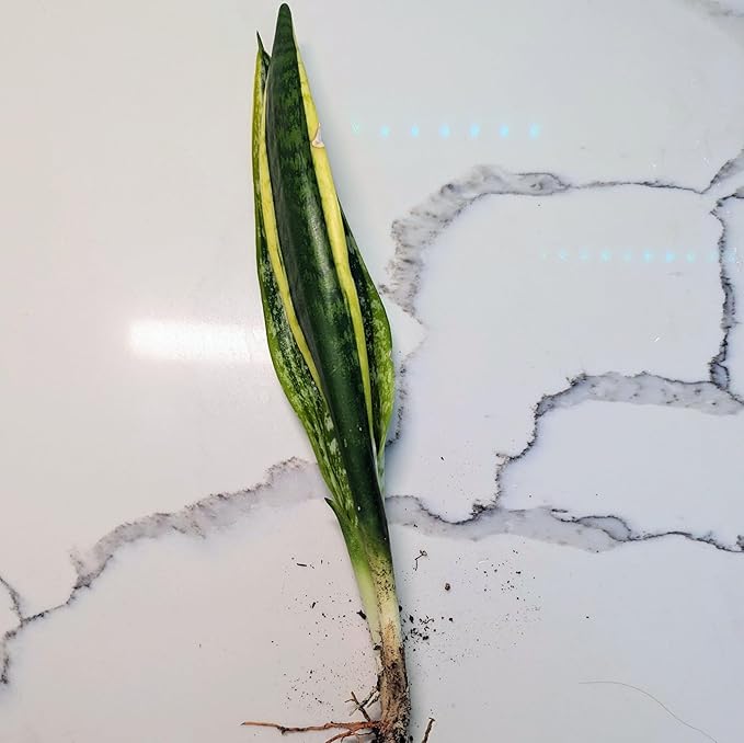 Snake Plant Sansevieria Mother in Law's Tongue Houseplant, Impossible to Kill, Plants for House Decor, Natural Air Purifier 6" Height Rooted from Blissful (Laurentii)