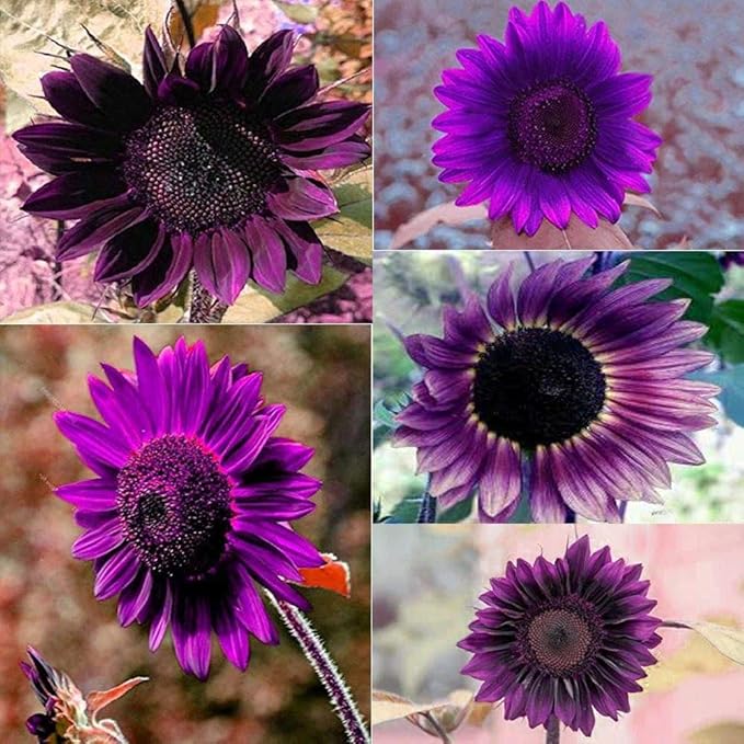 Daisy Garden 100Pcs Rare Purple Sunflower Seeds Beautiful Flower Home Garden Ornament