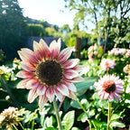 100 Seeds for a Unique Garden - Rare Strawberry Pink Sunflowers (Heirloom Hybrid, Non-GMO) for Butterfly Attraction
